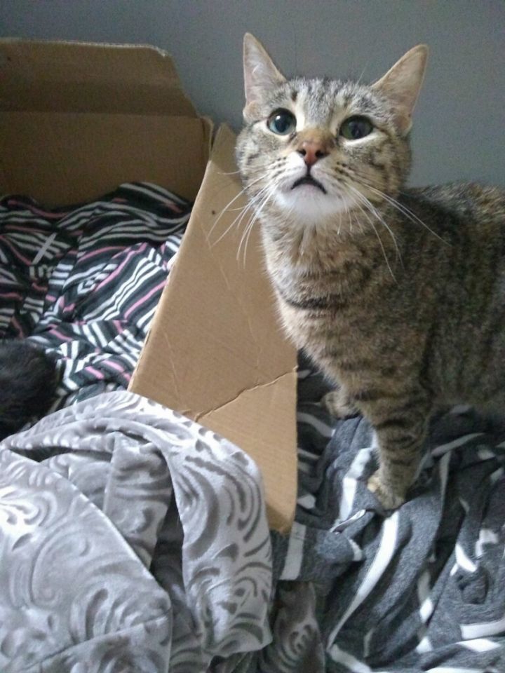 Lyla